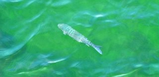 the image of a fish, chosen by the College to accompany their latest report